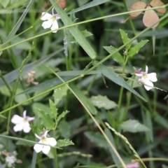 Lobelia purpurascens at Wyndham, NSW - 22 Dec 2021