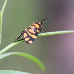 Asura lydia (Lydia Lichen Moth) at South East Forest National Park - 22 Dec 2021 by KylieWaldon