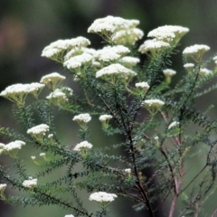 Ozothamnus diosmifolius (Rice Flower, White Dogwood, Sago Bush) at South East Forest National Park - 21 Dec 2021 by KylieWaldon