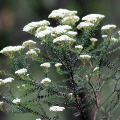 Ozothamnus diosmifolius (Rice Flower, White Dogwood, Sago Bush) at South East Forest National Park - 21 Dec 2021 by KylieWaldon