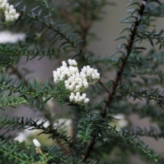 Ozothamnus diosmifolius at Wyndham, NSW - 22 Dec 2021 07:36 AM