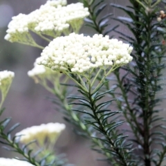 Ozothamnus diosmifolius at Wyndham, NSW - 22 Dec 2021