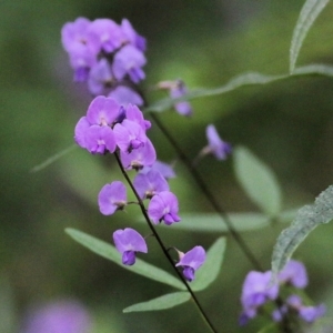 Glycine microphylla at Wyndham, NSW - 22 Dec 2021 07:22 AM