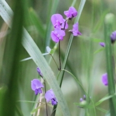 Glycine microphylla at Wyndham, NSW - 22 Dec 2021 07:22 AM