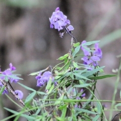 Glycine microphylla at Wyndham, NSW - 22 Dec 2021