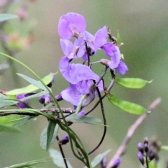 Glycine microphylla at Wyndham, NSW - 22 Dec 2021 07:22 AM