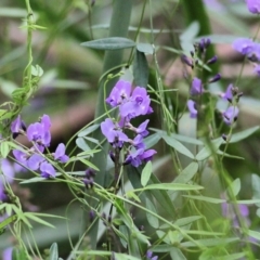Glycine microphylla at Wyndham, NSW - 22 Dec 2021 07:22 AM