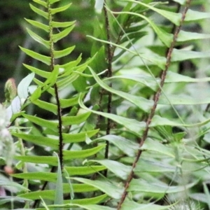 Pellaea falcata at Wyndham, NSW - 22 Dec 2021