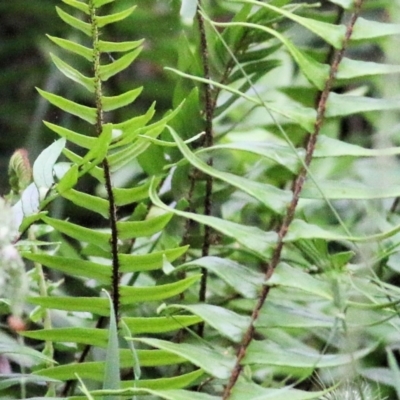 Pellaea falcata (Sickle Fern) at Wyndham, NSW - 21 Dec 2021 by KylieWaldon