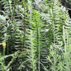 Pellaea falcata at Wyndham, NSW - suppressed