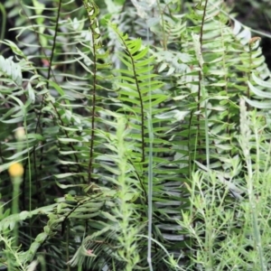 Pellaea falcata at Wyndham, NSW - 22 Dec 2021