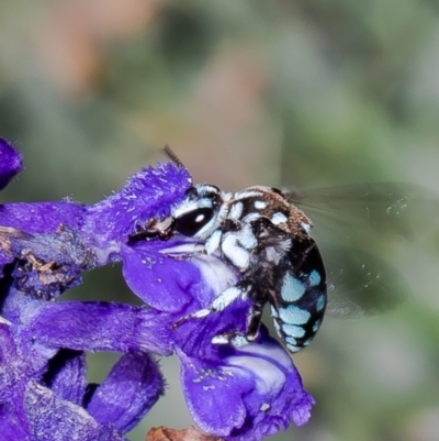 Thyreus caeruleopunctatus (Chequered cuckoo bee) at Macgregor, ACT - 24 Dec 2021 by Roger