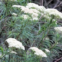 Cassinia longifolia (Shiny Cassinia, Cauliflower Bush) at South East Forest National Park - 21 Dec 2021 by KylieWaldon