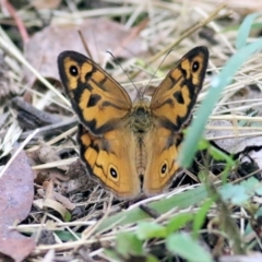 Heteronympha merope (Common Brown Butterfly) at South East Forest National Park - 21 Dec 2021 by KylieWaldon