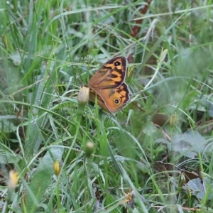 Heteronympha merope at Wyndham, NSW - 22 Dec 2021 07:40 AM