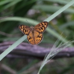Heteronympha merope at Wyndham, NSW - 22 Dec 2021 07:40 AM