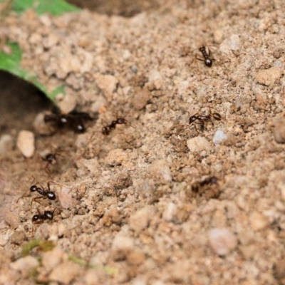 Aphaenogaster sp. (Genus) (Funnel ant) at Wyndham, NSW - 22 Dec 2021 by KylieWaldon