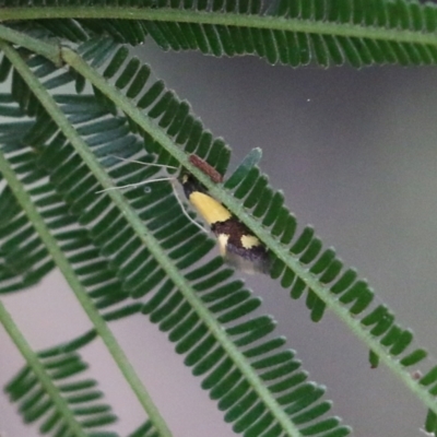 Olbonoma triptycha (Chezela Group) at South East Forest National Park - 21 Dec 2021 by KylieWaldon