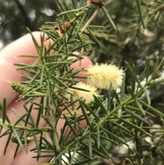 Acacia verticillata subsp. ovoidea (Prickly Moses) at Ventnor, VIC - 15 Dec 2021 by Tapirlord