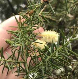 Acacia verticillata subsp. ovoidea at Ventnor, VIC - 15 Dec 2021