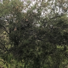 Acacia verticillata subsp. ovoidea at Ventnor, VIC - 15 Dec 2021