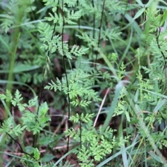 Cheilanthes sieberi subsp. sieberi (Mulga Rock Fern) at South East Forest National Park - 21 Dec 2021 by KylieWaldon