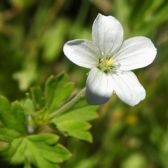 Geranium sp. (Geranium) at Brindabella National Park - 21 Dec 2021 by JohnBundock