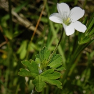 Geranium sp. at Brindabella, NSW - 21 Dec 2021 01:30 PM