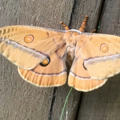 Unidentified Emperor moth (Saturniidae) at Kings Point, NSW - 24 Dec 2021 by YellowButton