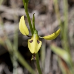 Diuris sulphurea (Tiger Orchid) at Hawker, ACT - 26 Oct 2021 by AlisonMilton