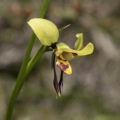 Diuris sulphurea (Tiger Orchid) at Hawker, ACT - 26 Oct 2021 by AlisonMilton