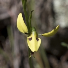 Diuris sulphurea at Hawker, ACT - 26 Oct 2021