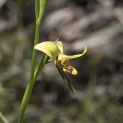 Diuris sulphurea at Hawker, ACT - 26 Oct 2021