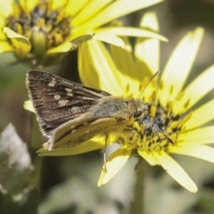 Trapezites luteus (Yellow Ochre, Rare White-spot Skipper) at The Pinnacle - 26 Oct 2021 by AlisonMilton