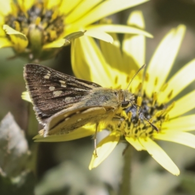 Trapezites luteus (Yellow Ochre, Rare White-spot Skipper) at The Pinnacle - 26 Oct 2021 by AlisonMilton