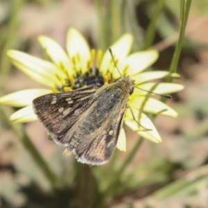 Trapezites luteus at Hawker, ACT - 26 Oct 2021 01:35 PM