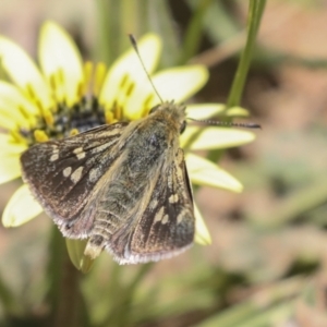 Trapezites luteus at Hawker, ACT - 26 Oct 2021 01:35 PM