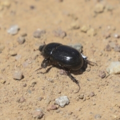 Heteronychus arator (African black beetle) at Hawker, ACT - 26 Oct 2021 by AlisonMilton