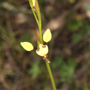 Diuris sulphurea at Hawker, ACT - suppressed