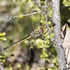 Hemicordulia tau (Tau Emerald) at The Pinnacle - 26 Oct 2021 by AlisonMilton