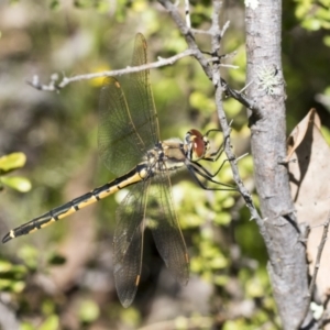 Hemicordulia tau at Hawker, ACT - 26 Oct 2021 11:10 AM