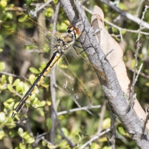 Hemicordulia tau at Hawker, ACT - 26 Oct 2021