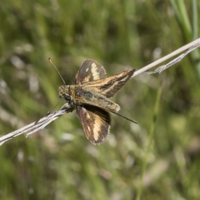 Taractrocera papyria (White-banded Grass-dart) at Hawker, ACT - 26 Oct 2021 by AlisonMilton