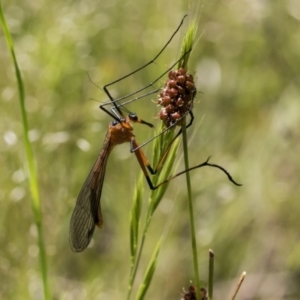 Harpobittacus australis at Hawker, ACT - 26 Oct 2021