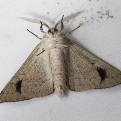 Arhodia lasiocamparia (Pink Arhodia (Oenochrominae)) at Higgins, ACT - 1 Dec 2021 by AlisonMilton