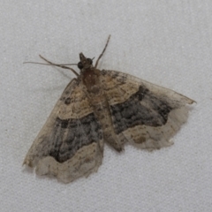 Epyaxa subidaria (Subidaria Moth) at Higgins, ACT - 1 Dec 2021 by AlisonMilton