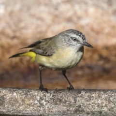 Acanthiza chrysorrhoa (Yellow-rumped Thornbill) at Higgins, ACT - 14 Dec 2021 by AlisonMilton