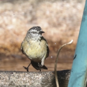 Acanthiza chrysorrhoa at Higgins, ACT - 15 Dec 2021