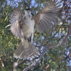 Philemon corniculatus (Noisy Friarbird) at Higgins, ACT - 15 Dec 2021 by AlisonMilton