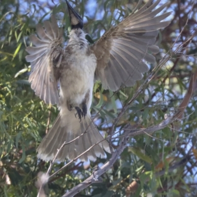 Philemon corniculatus (Noisy Friarbird) at Higgins, ACT - 14 Dec 2021 by AlisonMilton